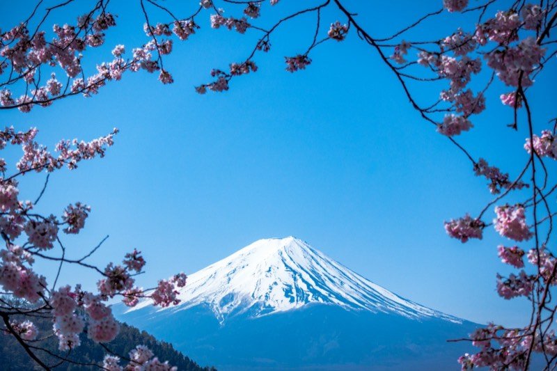 Mount Fuji framed by cherry blossoms, Japan